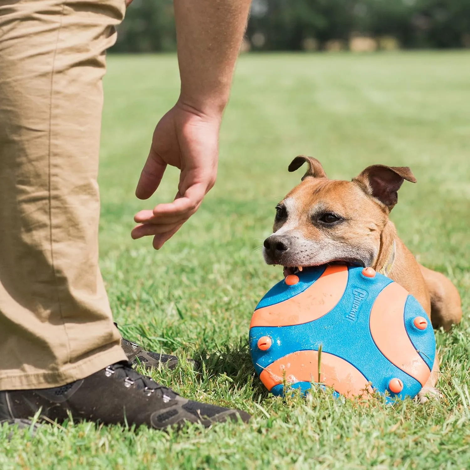 Whistle Flight Dog Toy - Blue / Orange
